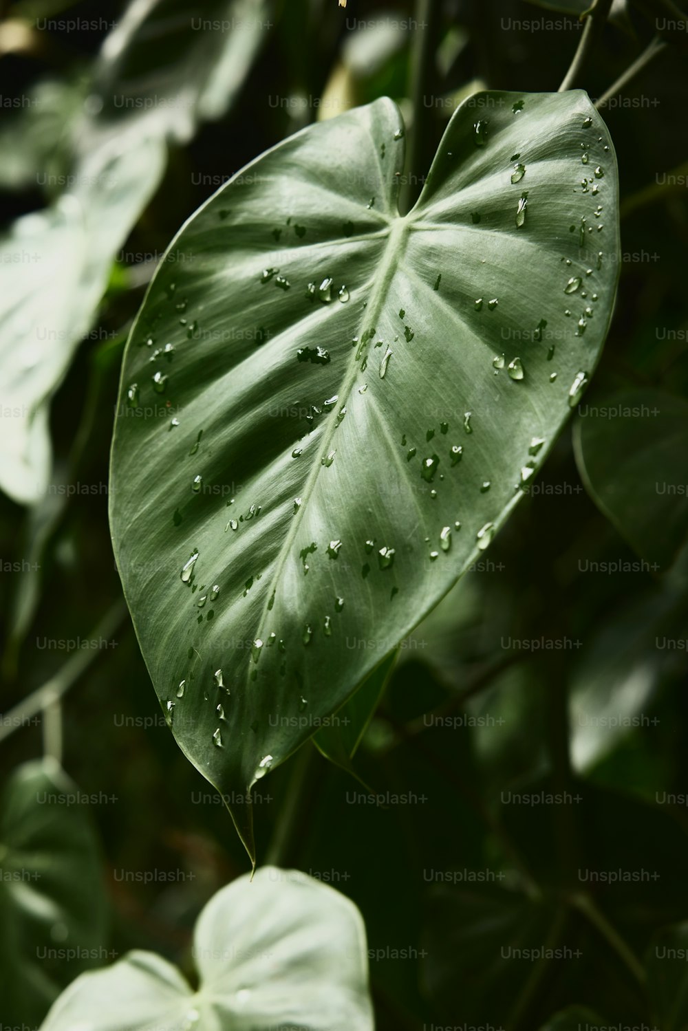 a green leaf with drops of water on it