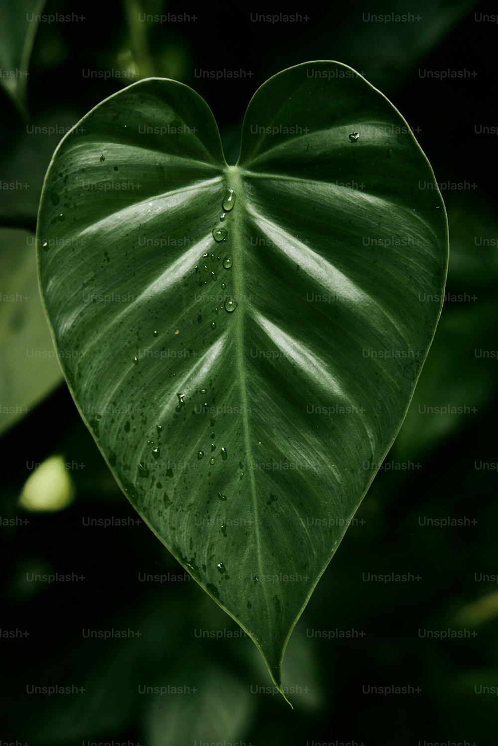a heart shaped leaf with drops of water on it