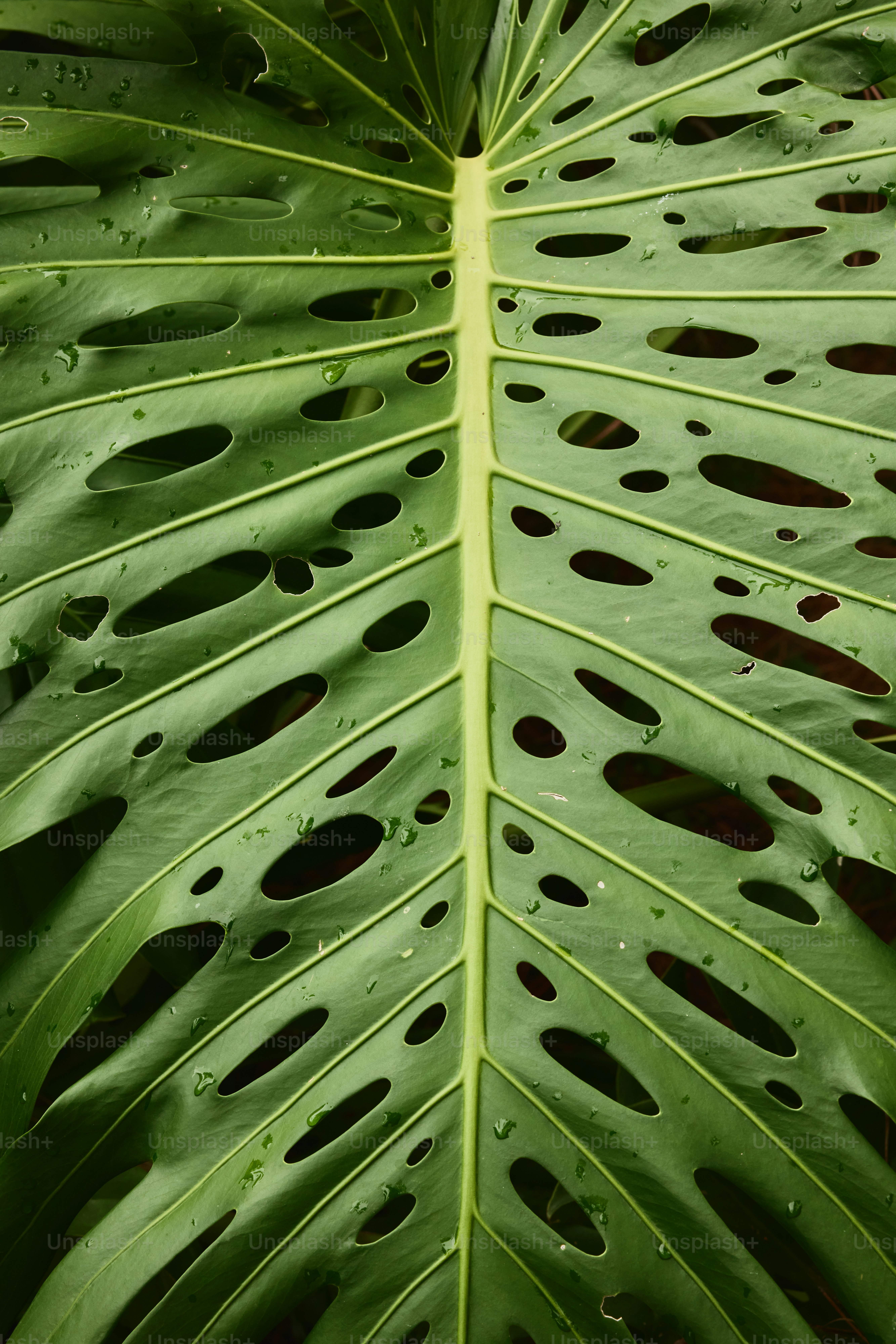 una gran hoja verde con agujeros