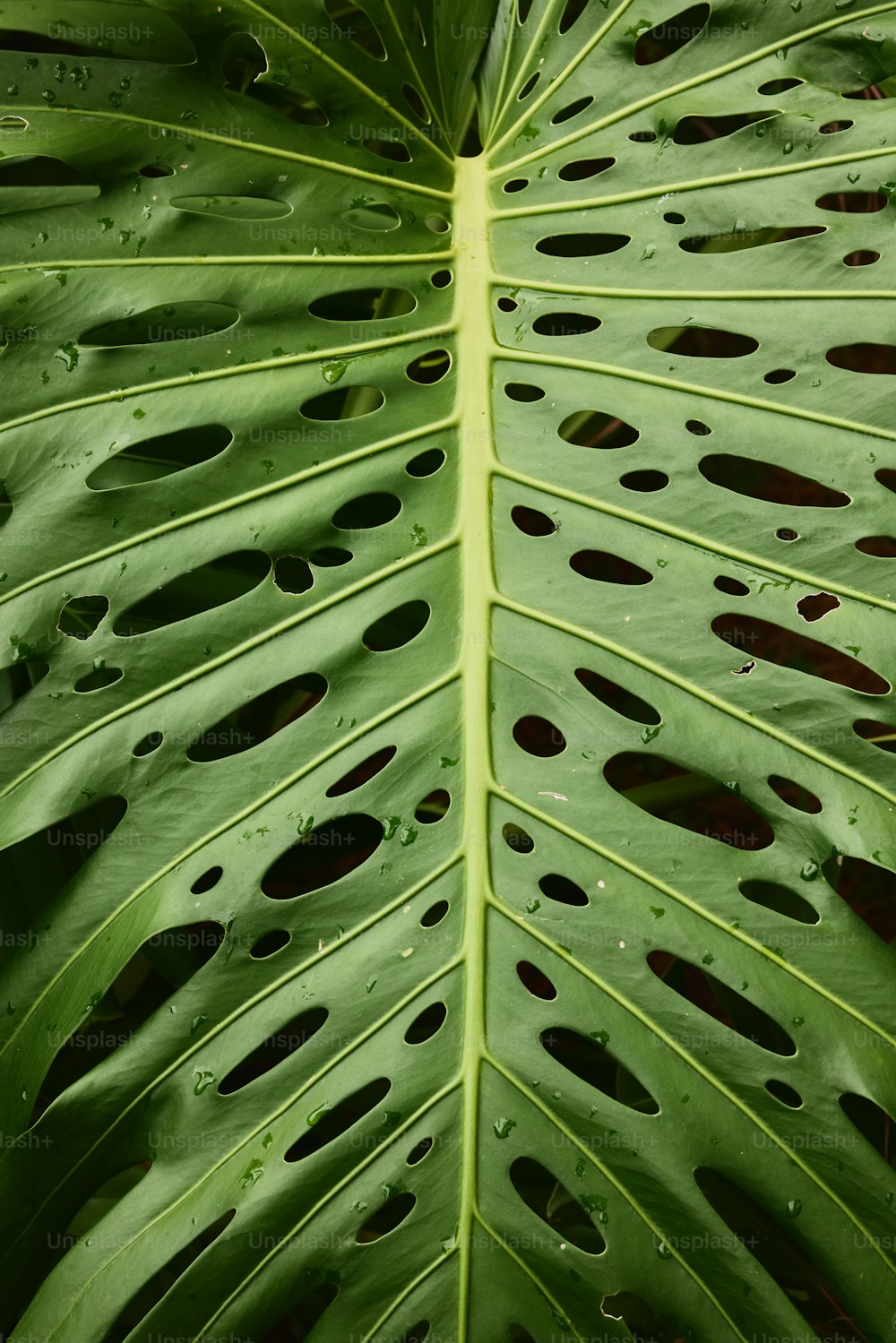 a large green leaf with holes in it