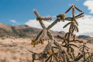 �山を背景に砂漠のサボテン植物