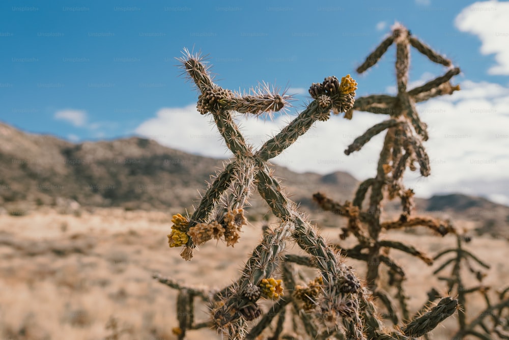 uma planta de cacto no deserto com montanhas ao fundo