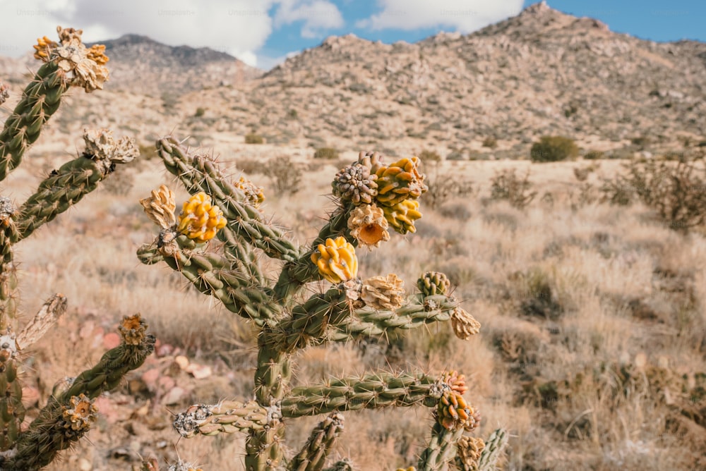 a cactus in a field with mountains in the background