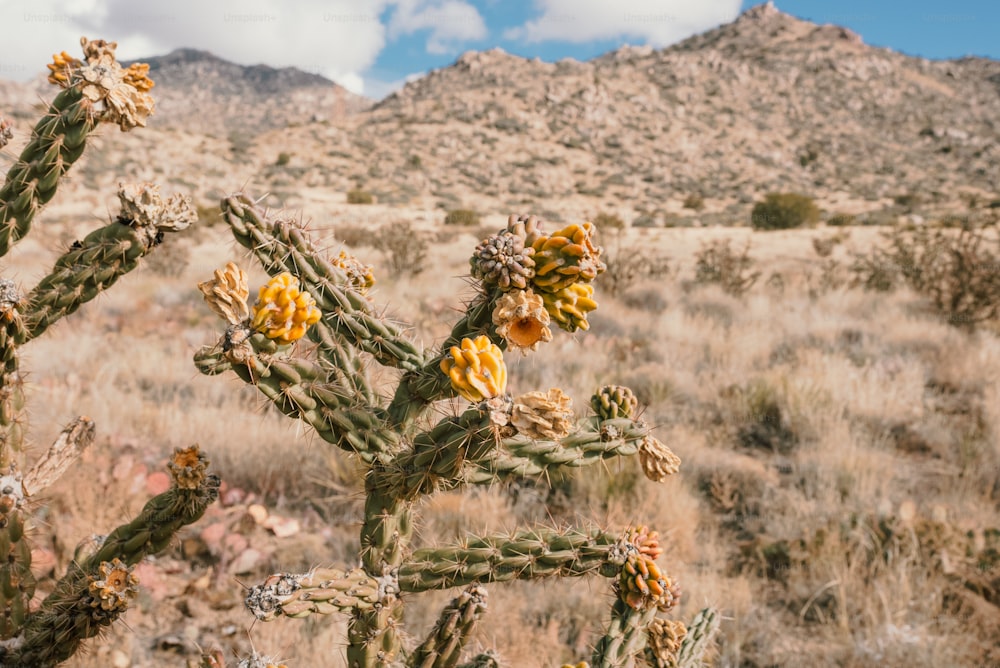 Un cactus en un campo con montañas al fondo