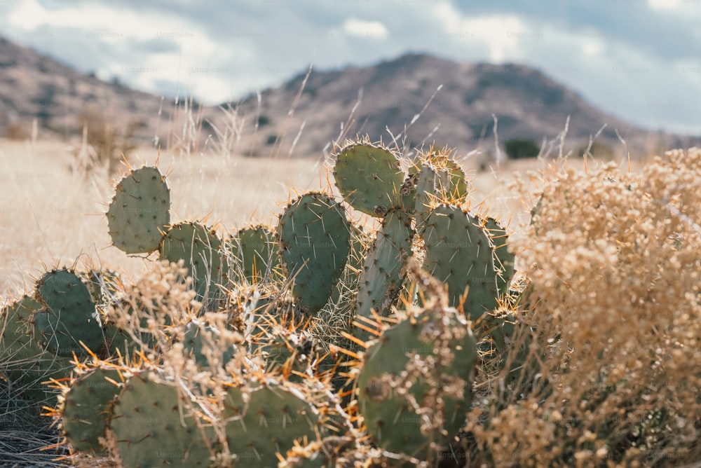 a cactus in a field with mountains in the background