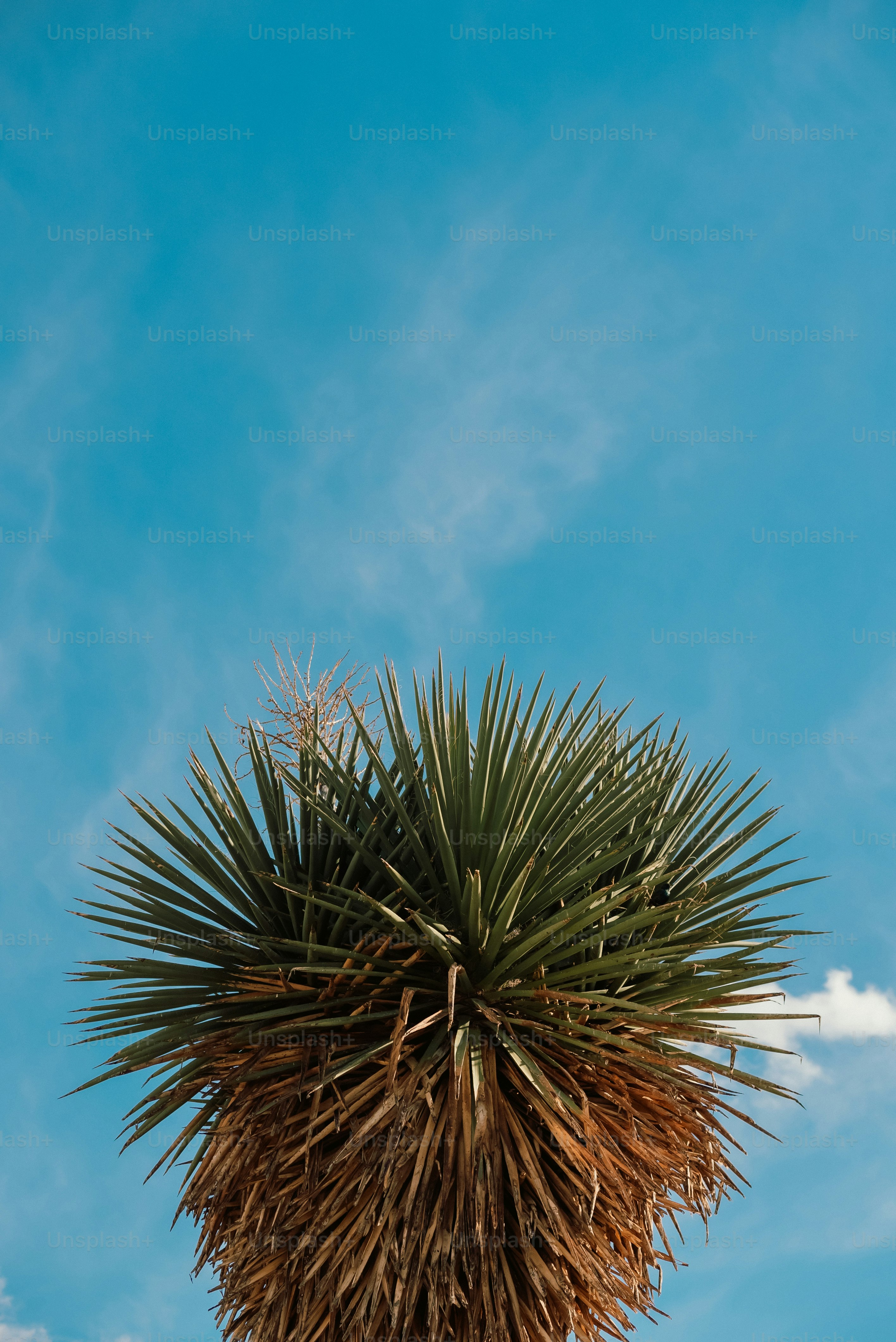 Eine Palme mit blauem Himmel im Hintergrund
