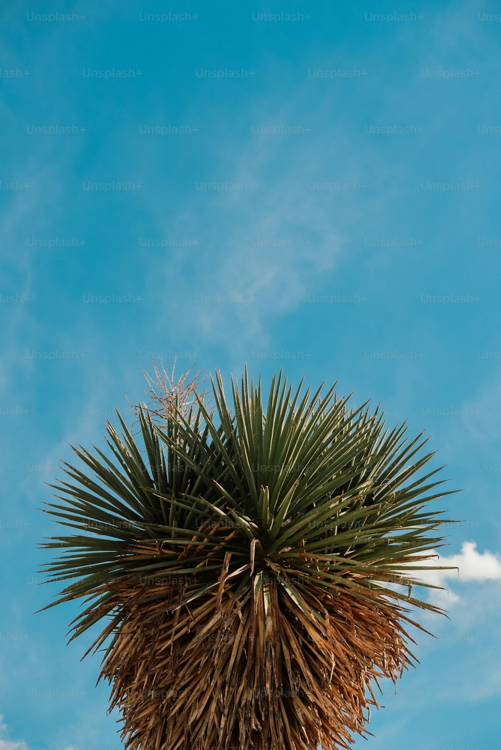 una palmera con un cielo azul en el fondo