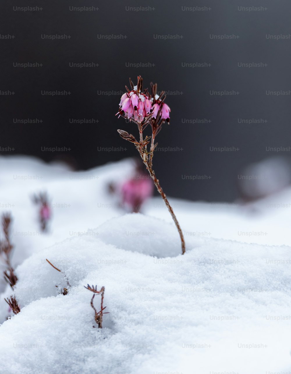 a small pink flower sticking out of the snow