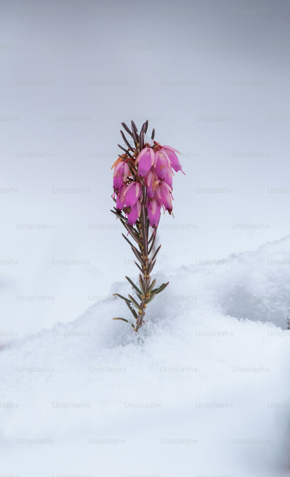 a pink flower sitting on top of snow covered ground