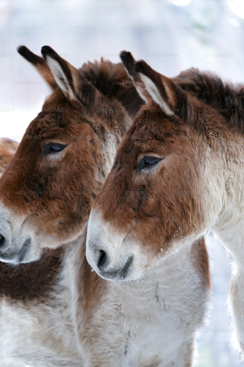 two brown and white donkeys standing next to each other