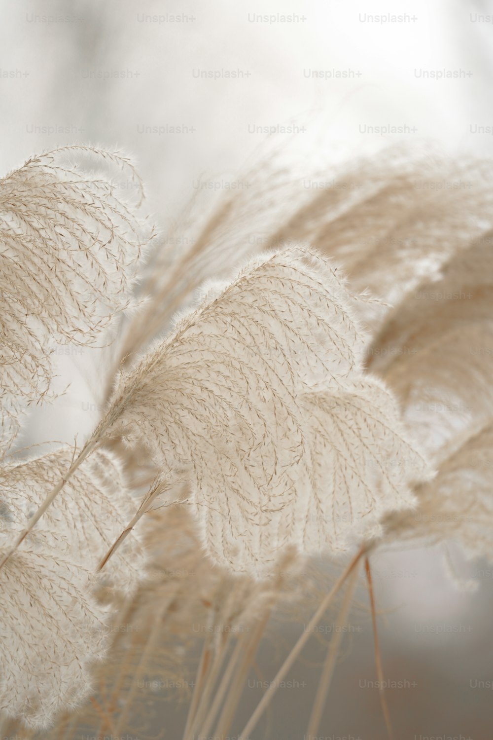 a close up of a plant with white flowers