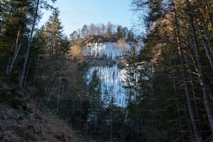 a group of trees that are next to a hill