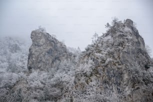 a mountain covered in snow next to a forest