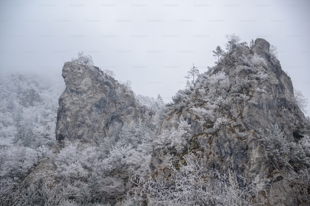 une montagne couverte de neige à côté d’une forêt