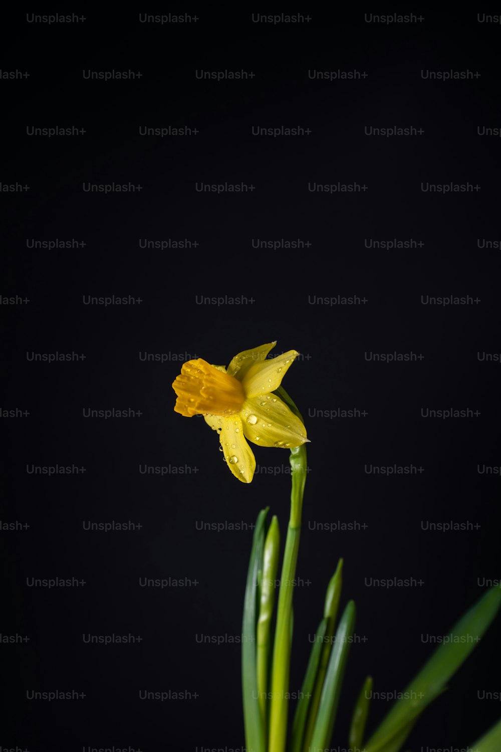 Gros plan d’une fleur jaune sur fond noir