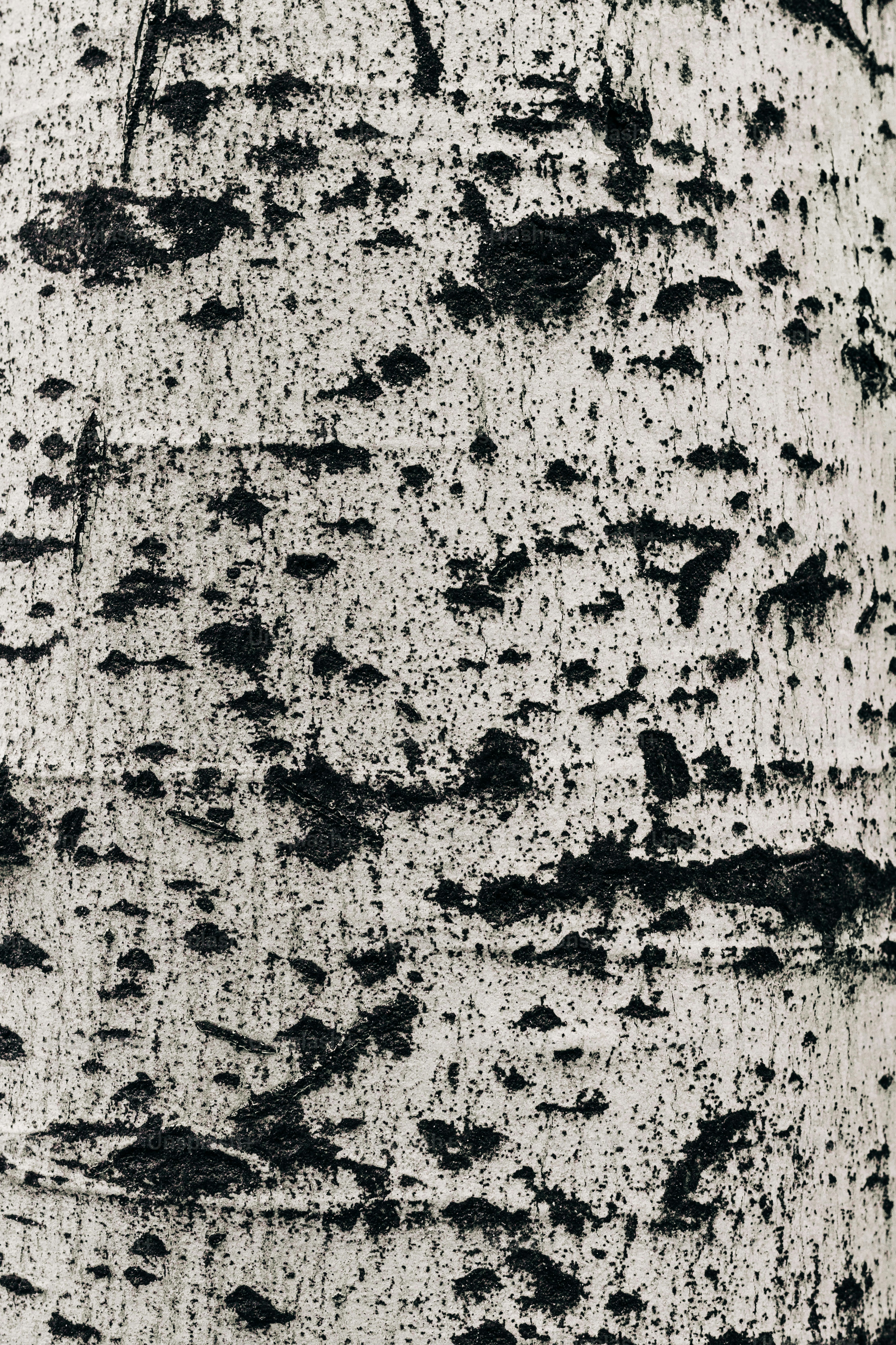 a black and white photo of a tree trunk