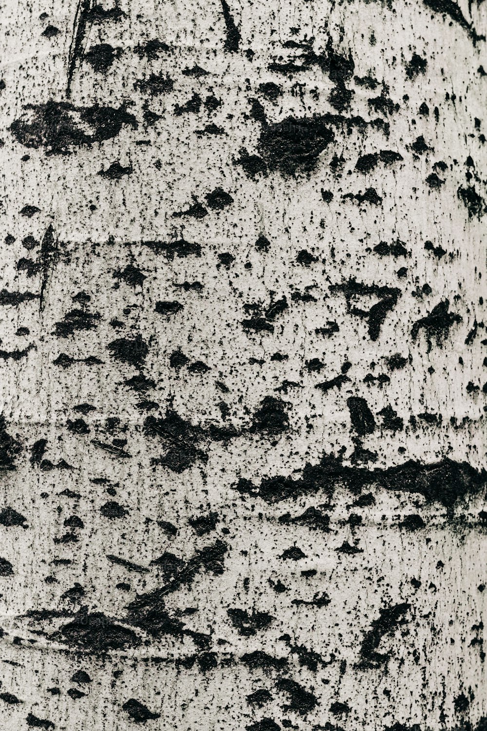 uma foto em preto e branco de um tronco de árvore