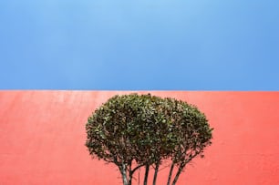 uma pequena árvore na frente de uma parede vermelha