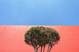 a small tree in front of a red wall