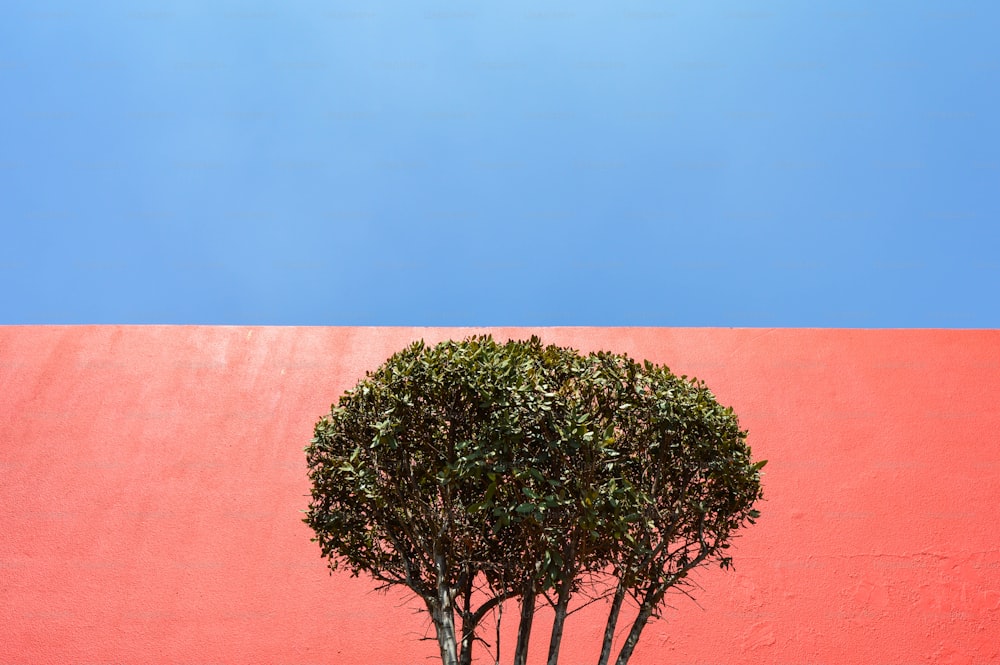 a small tree in front of a red wall