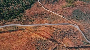 a winding road in the middle of a forest