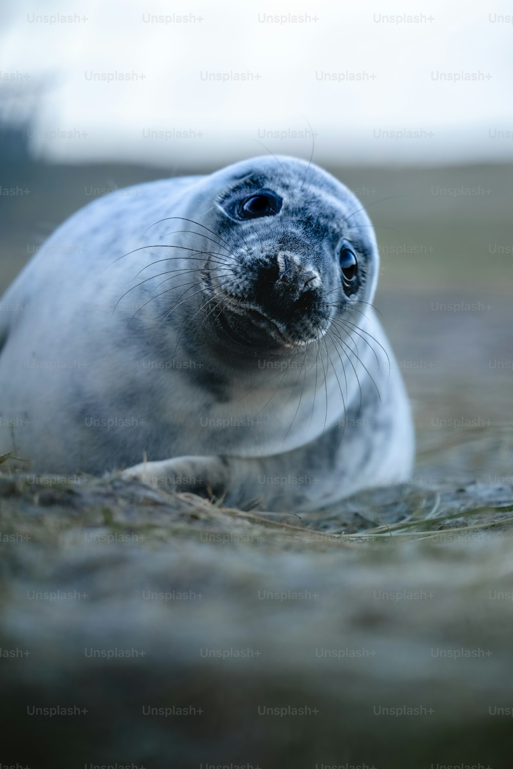 Un cucciolo di foca seduto sulla cima di una spiaggia sabbiosa
