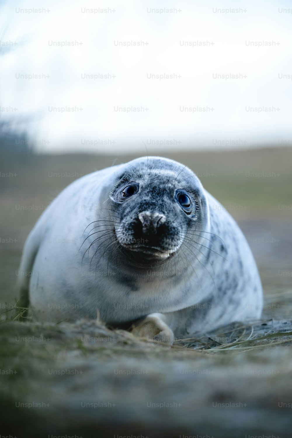 a grey seal sitting on top of a grass covered field
