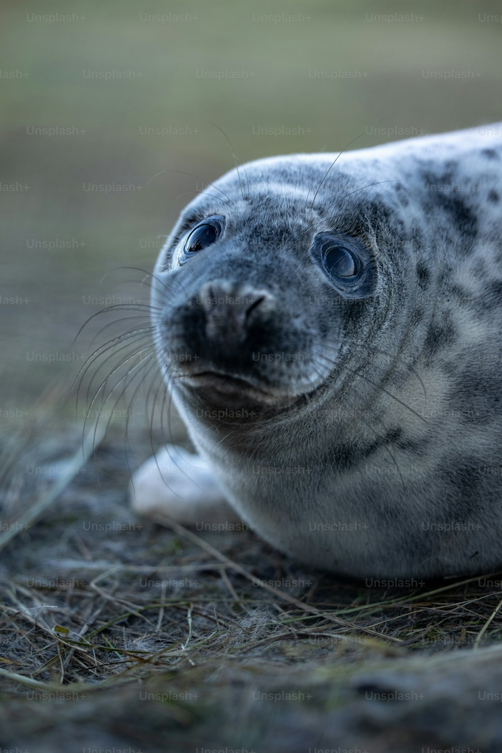 a close up of a seal on the ground