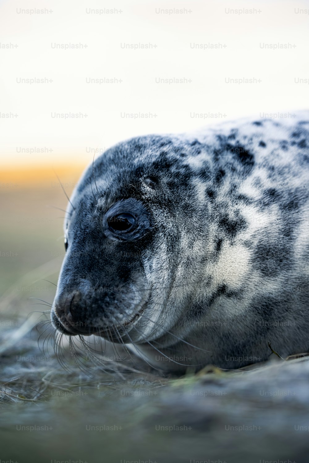 a grey seal laying on top of a grass covered field