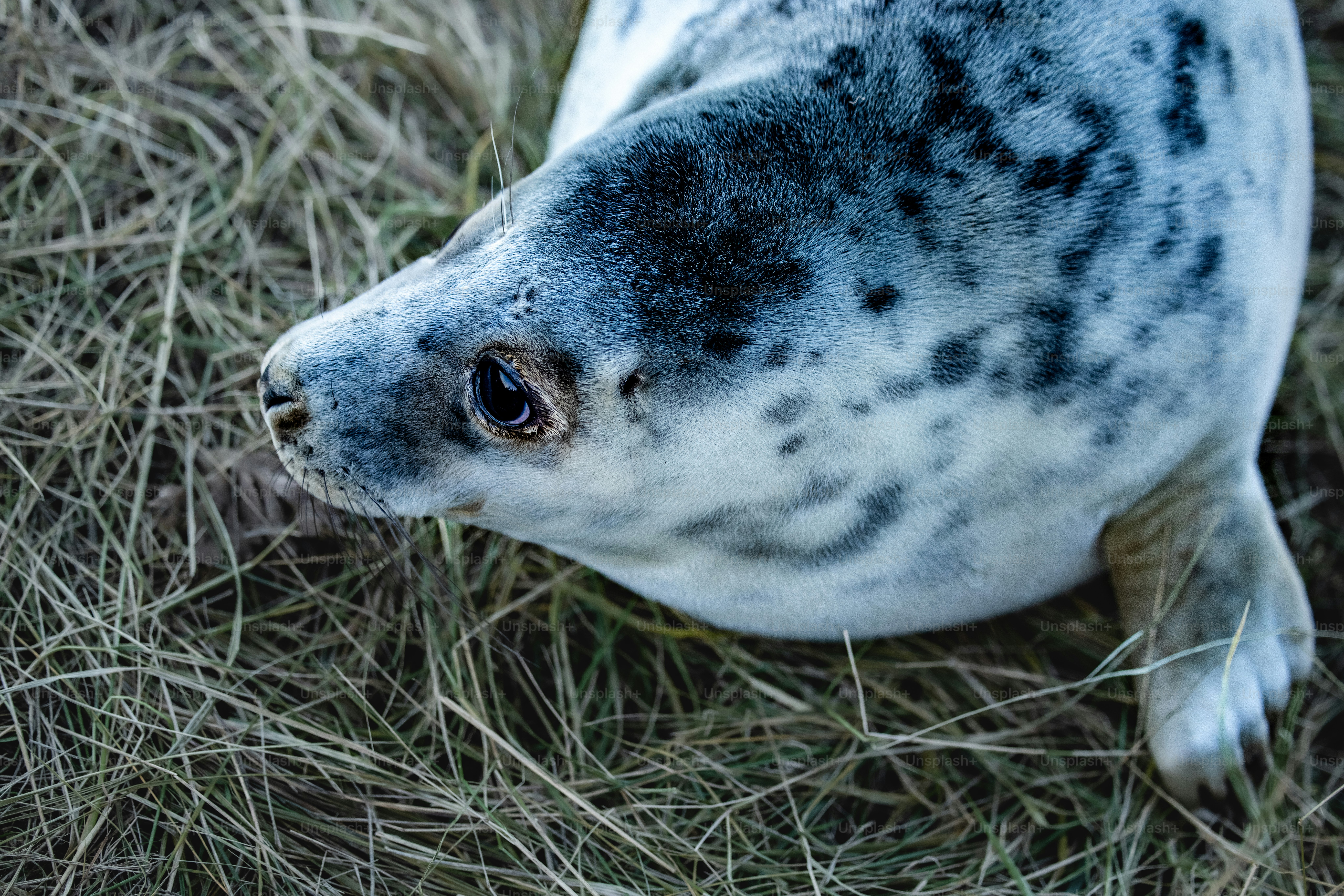 a close up of a seal laying in the grass