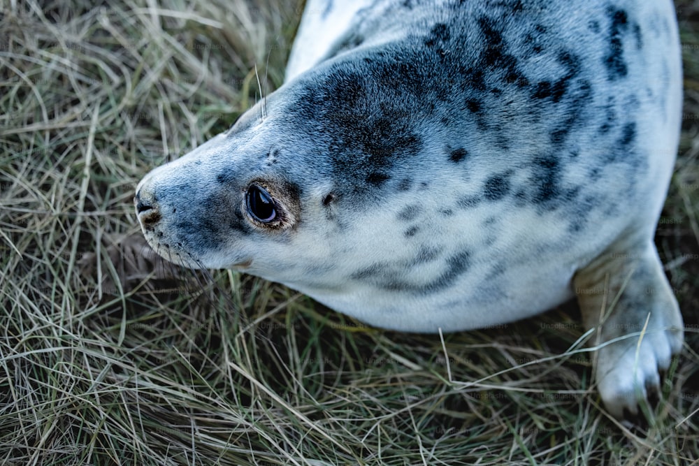 a close up of a seal laying in the grass