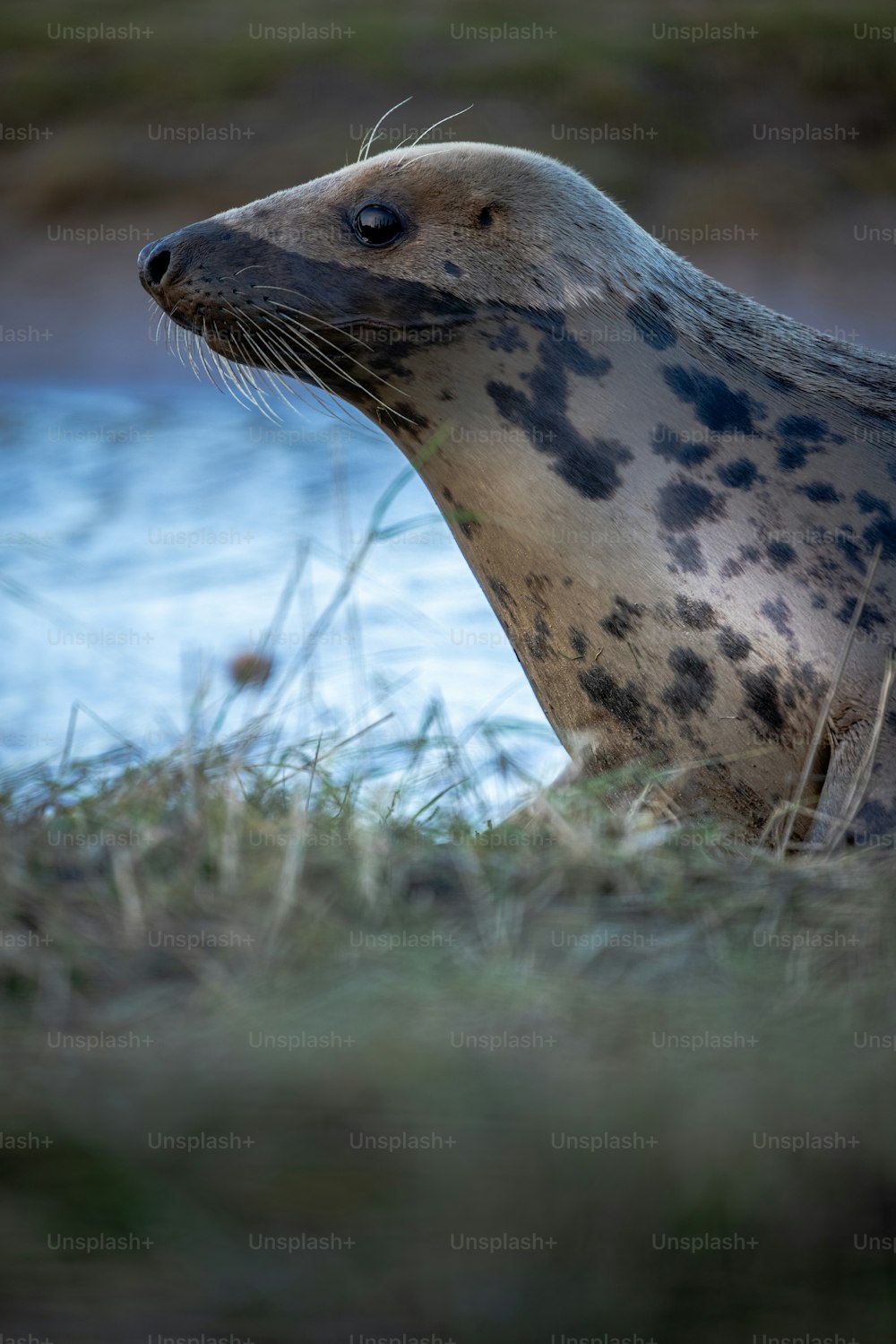 uma foca sentada na grama ao lado de um corpo de água
