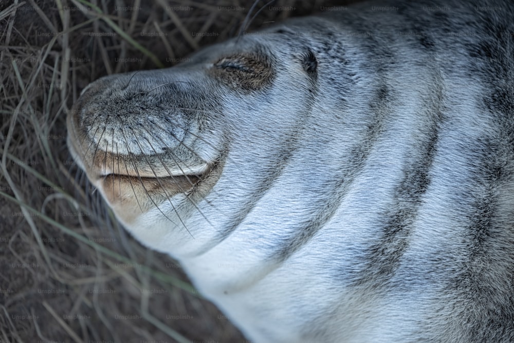 a close up of a seal laying on the ground