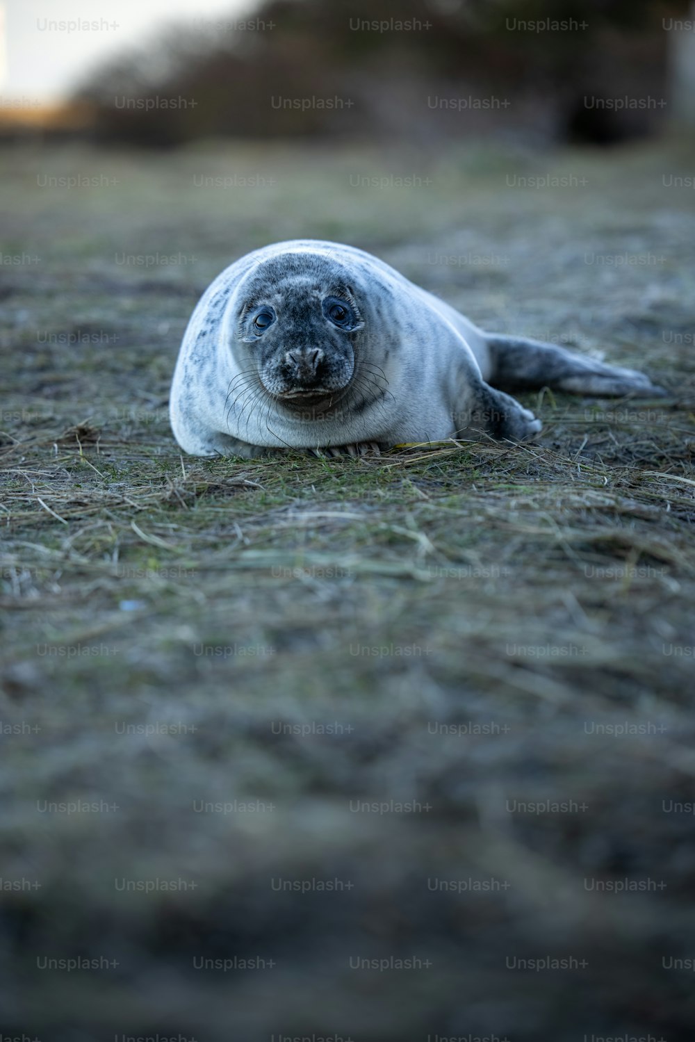 uma foca cinza deitada em cima de um campo coberto de grama