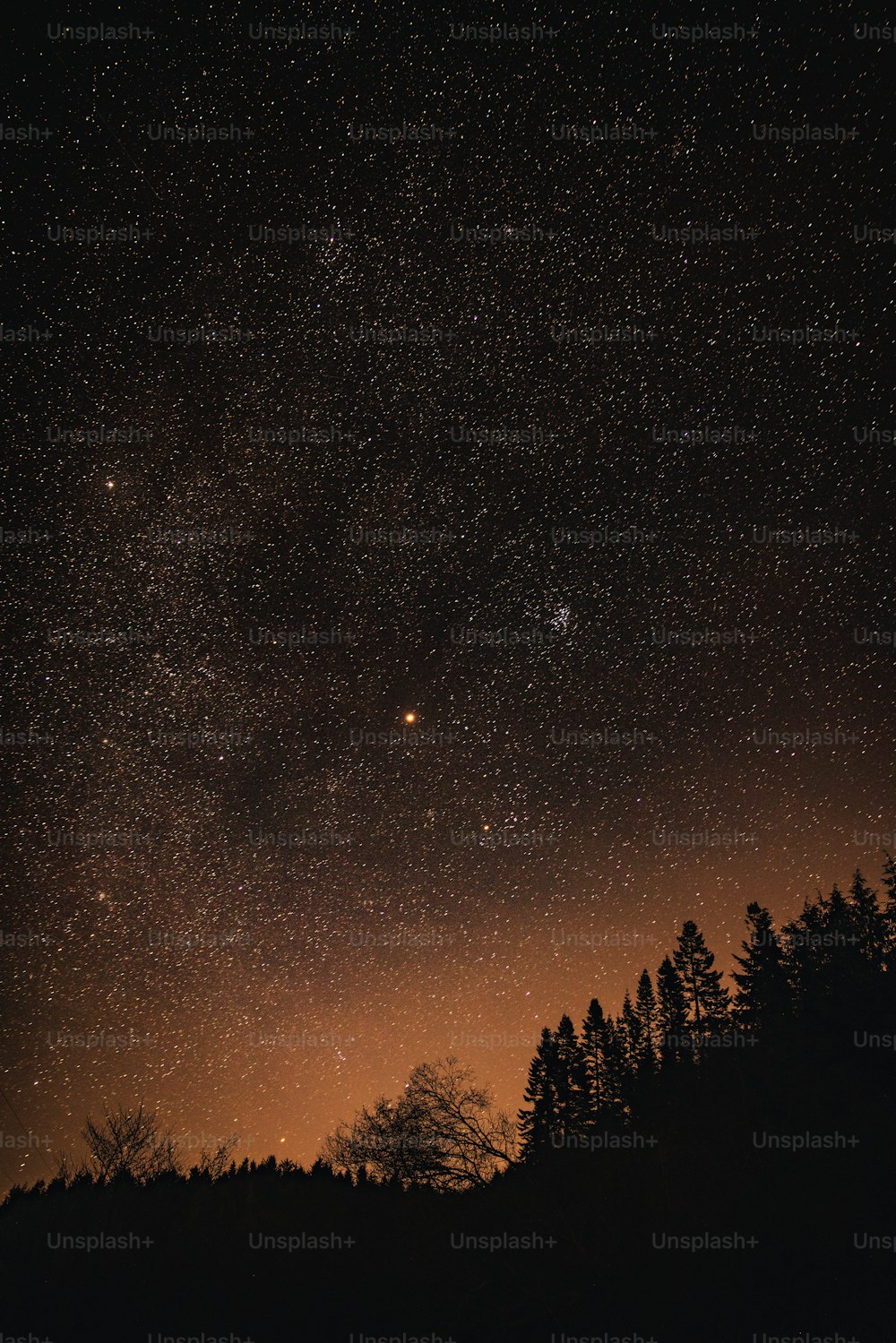 o céu noturno com estrelas e árvores em primeiro plano