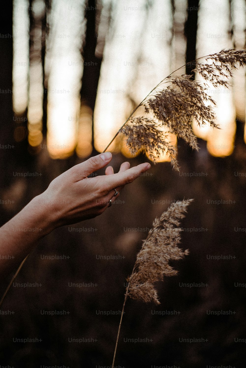 una persona sosteniendo una planta en un bosque