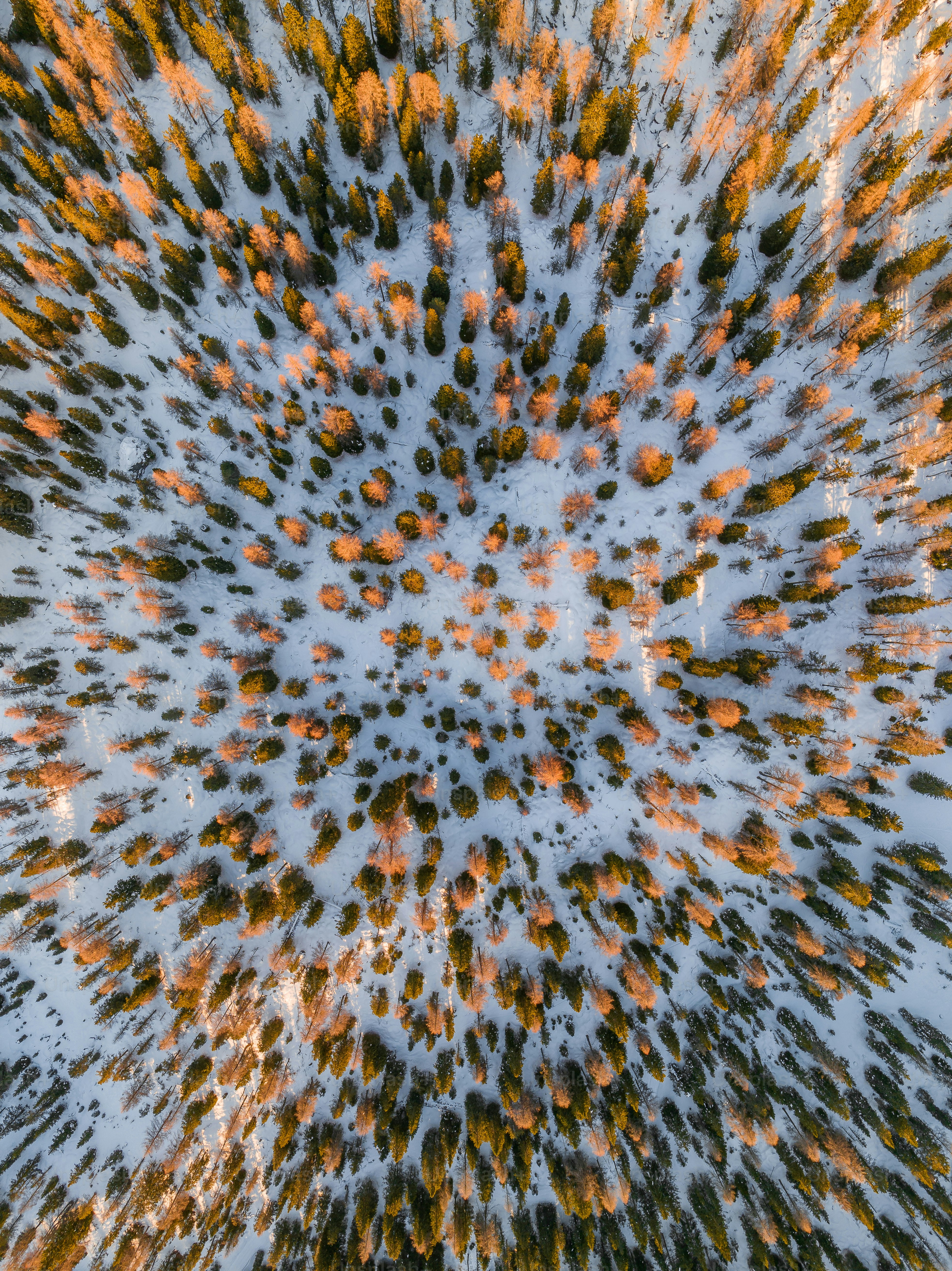 An aerial view of a snow covered forest photo – Nature Image on Unsplash