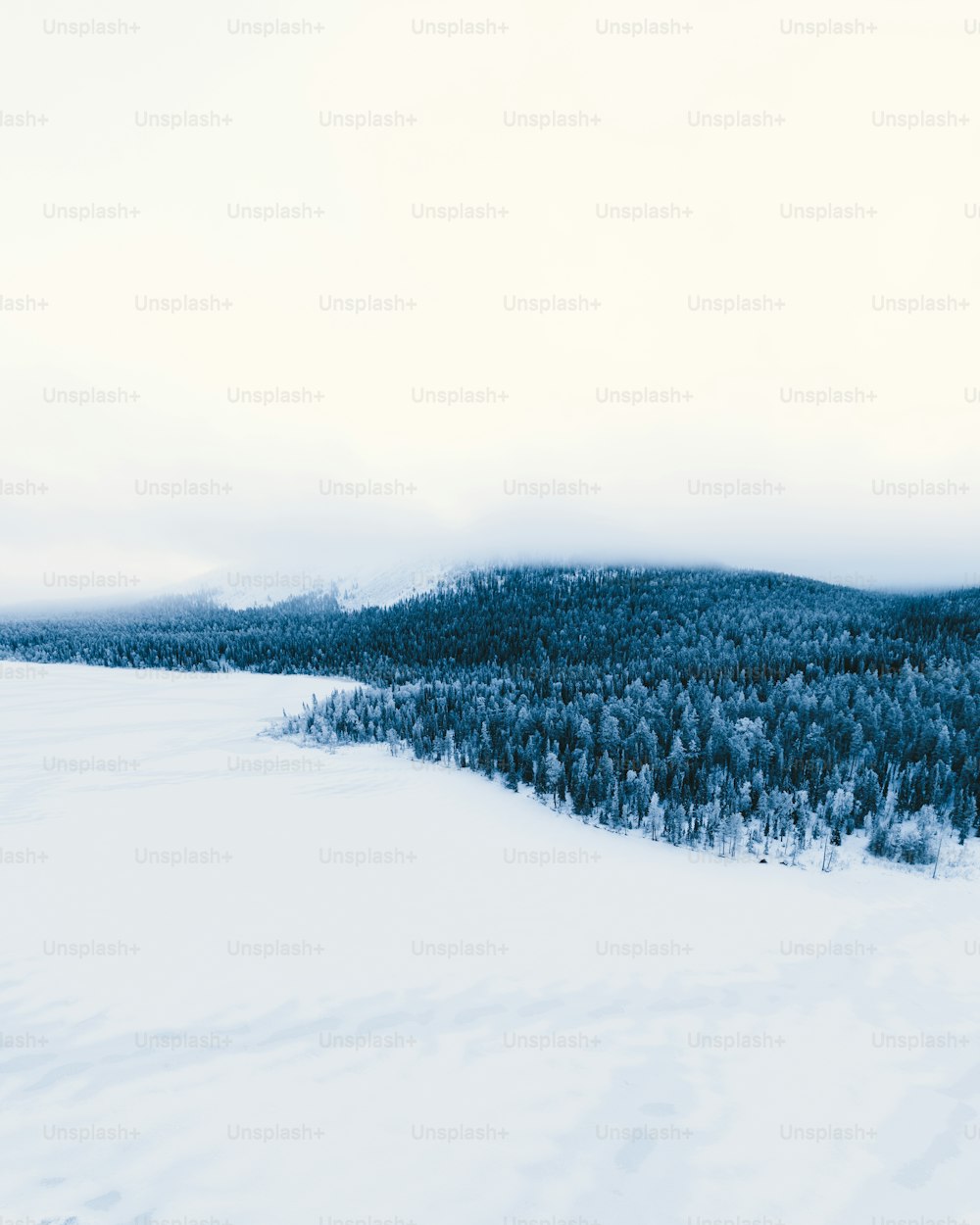 ein schneebedecktes Feld mit einem Wald im Hintergrund