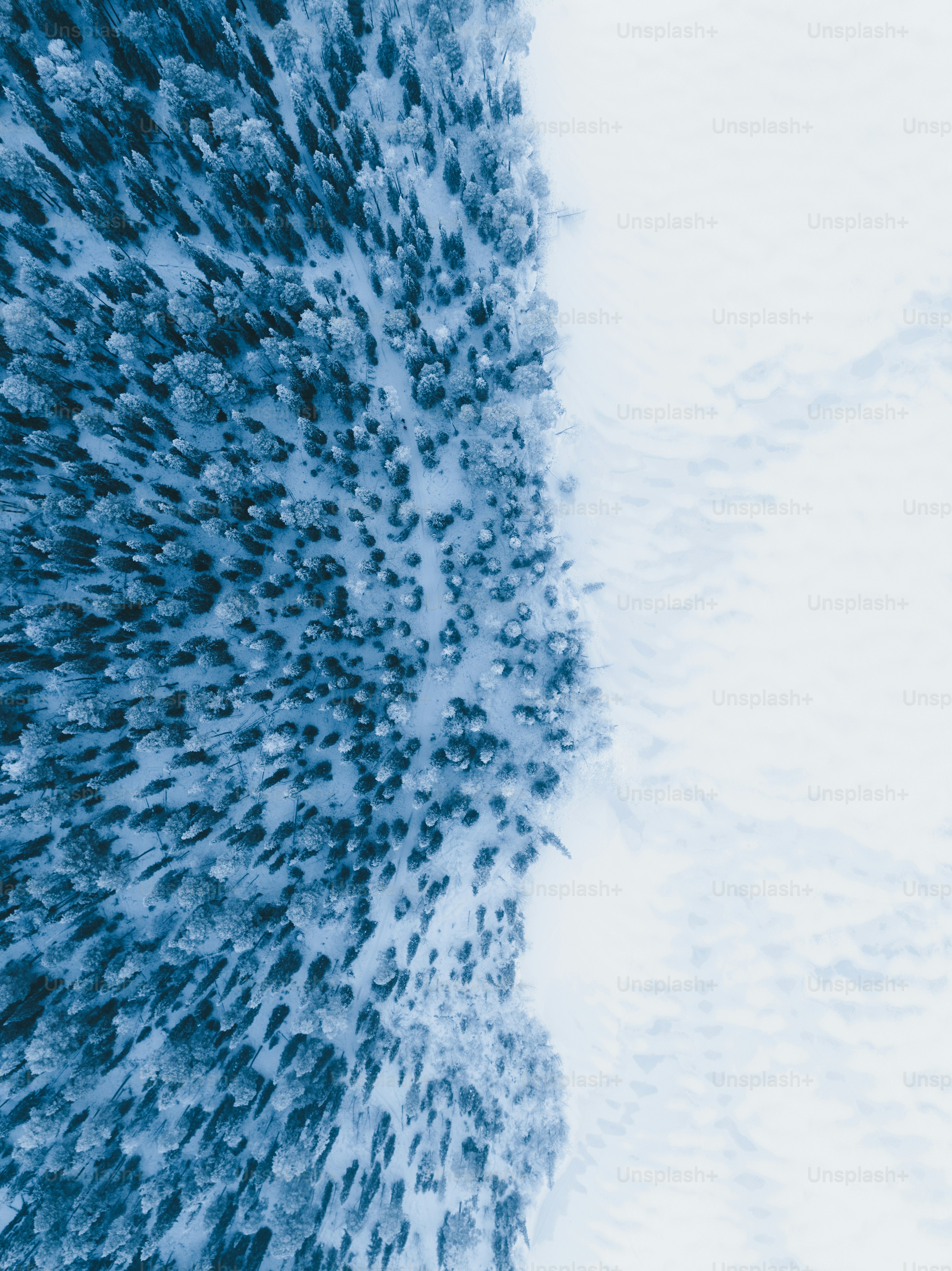 Luftaufnahme eines verschneiten Waldes