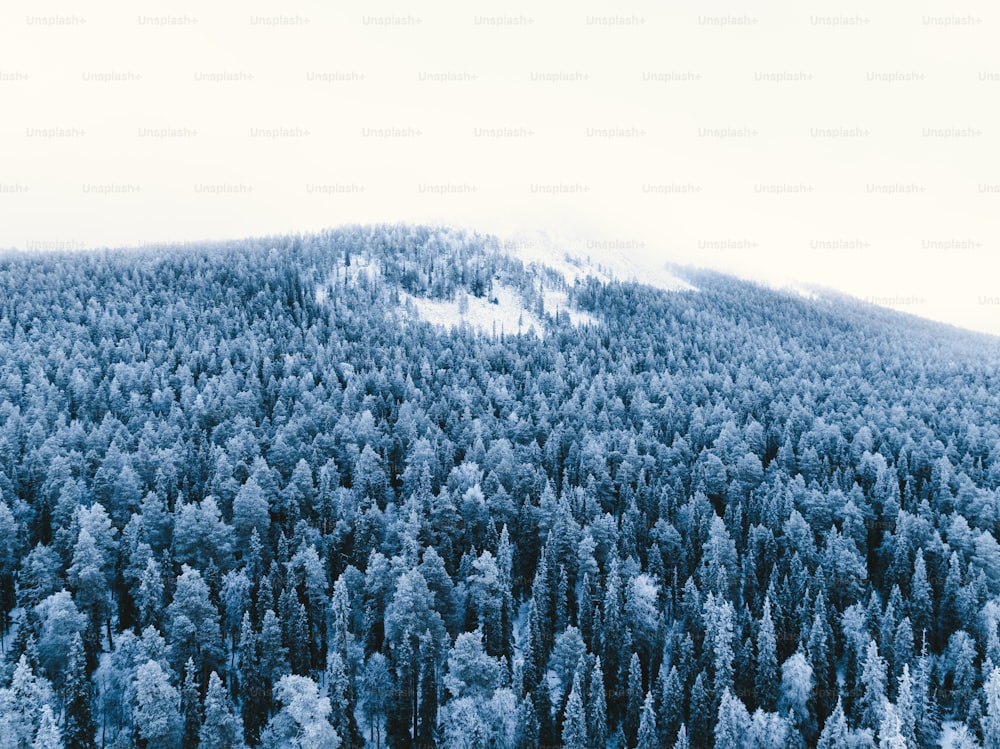 Un bosque cubierto de nieve con una montaña al fondo