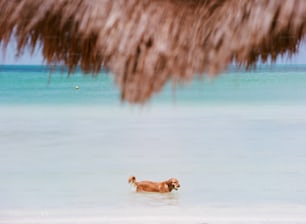 a dog is wading in the shallow water