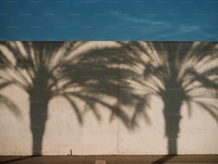 Ein Schatten einer Palme an einer Wand