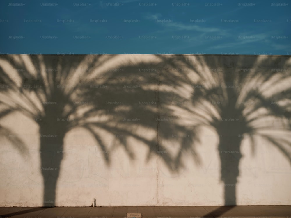 a shadow of a palm tree on a wall