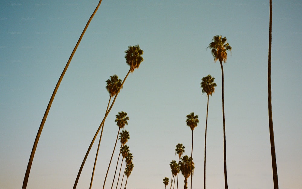 a row of palm trees with a blue sky in the background