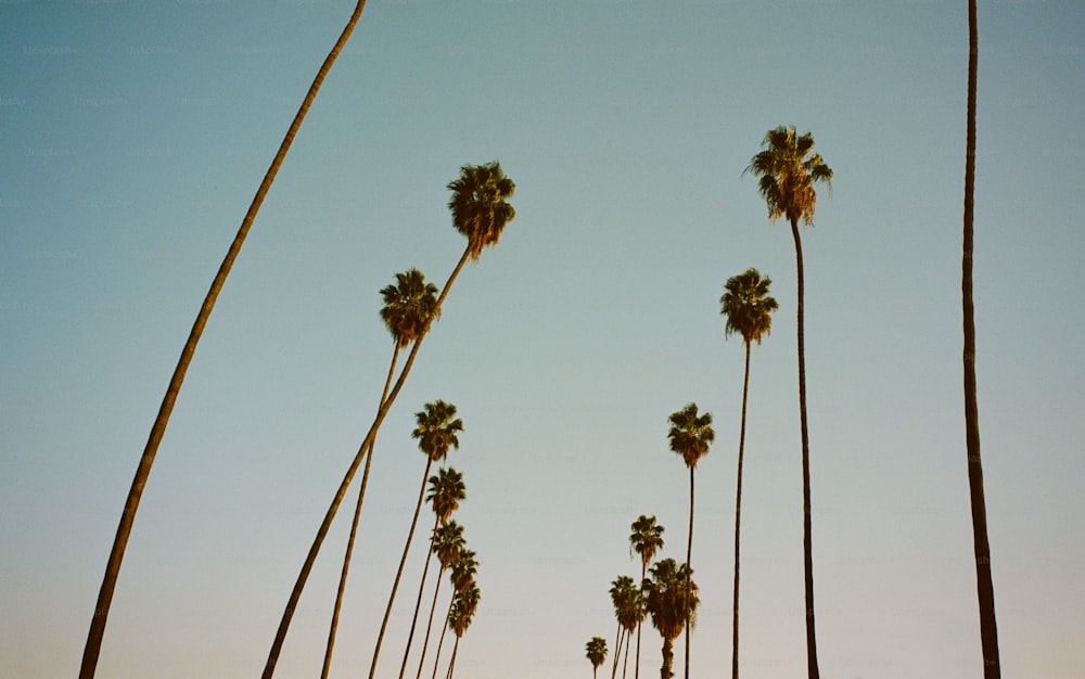 Una hilera de palmeras con un cielo azul en el fondo