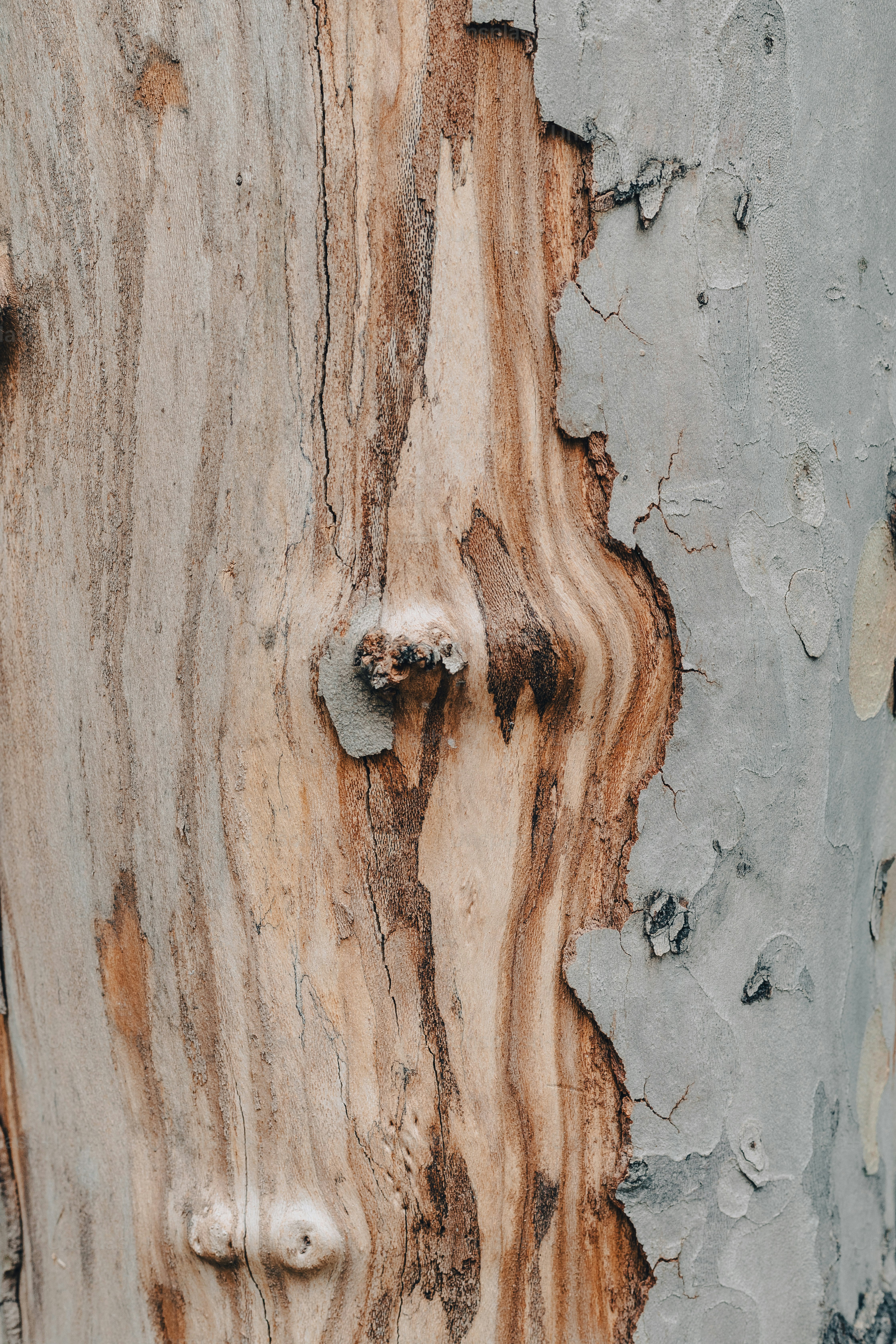 Nahaufnahme der Rinde eines Baumes