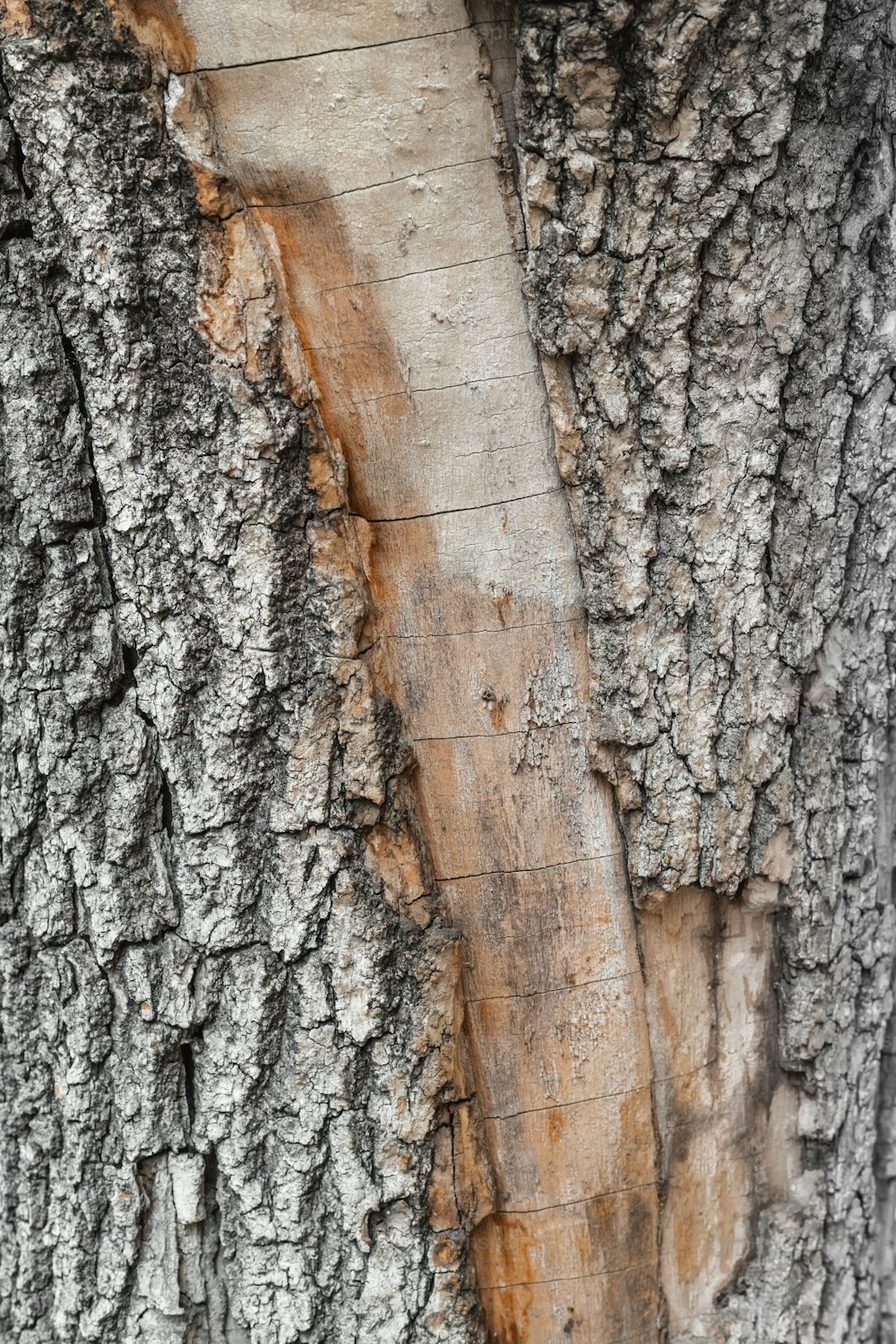 a close up of the bark of a tree