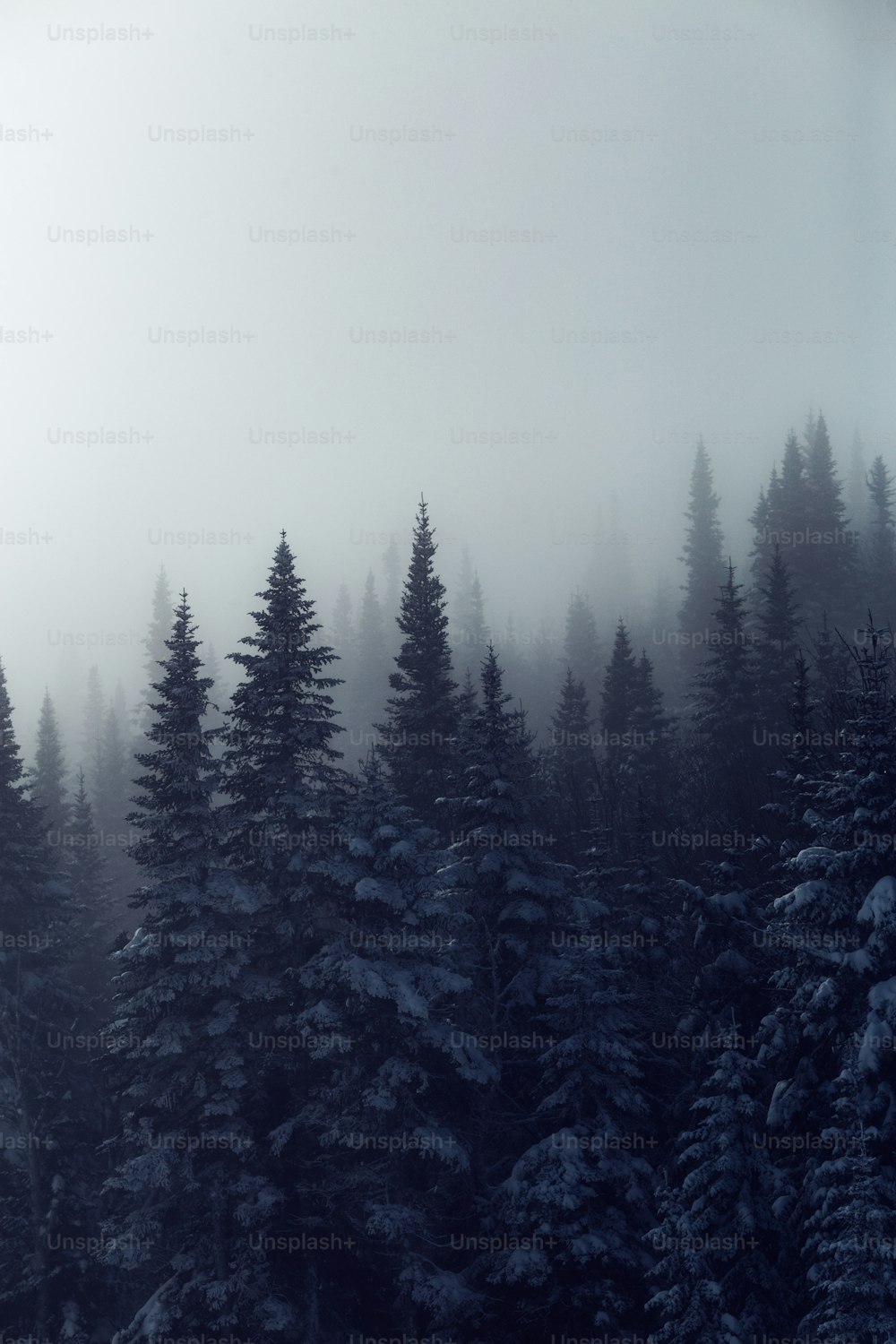 a group of pine trees covered in snow