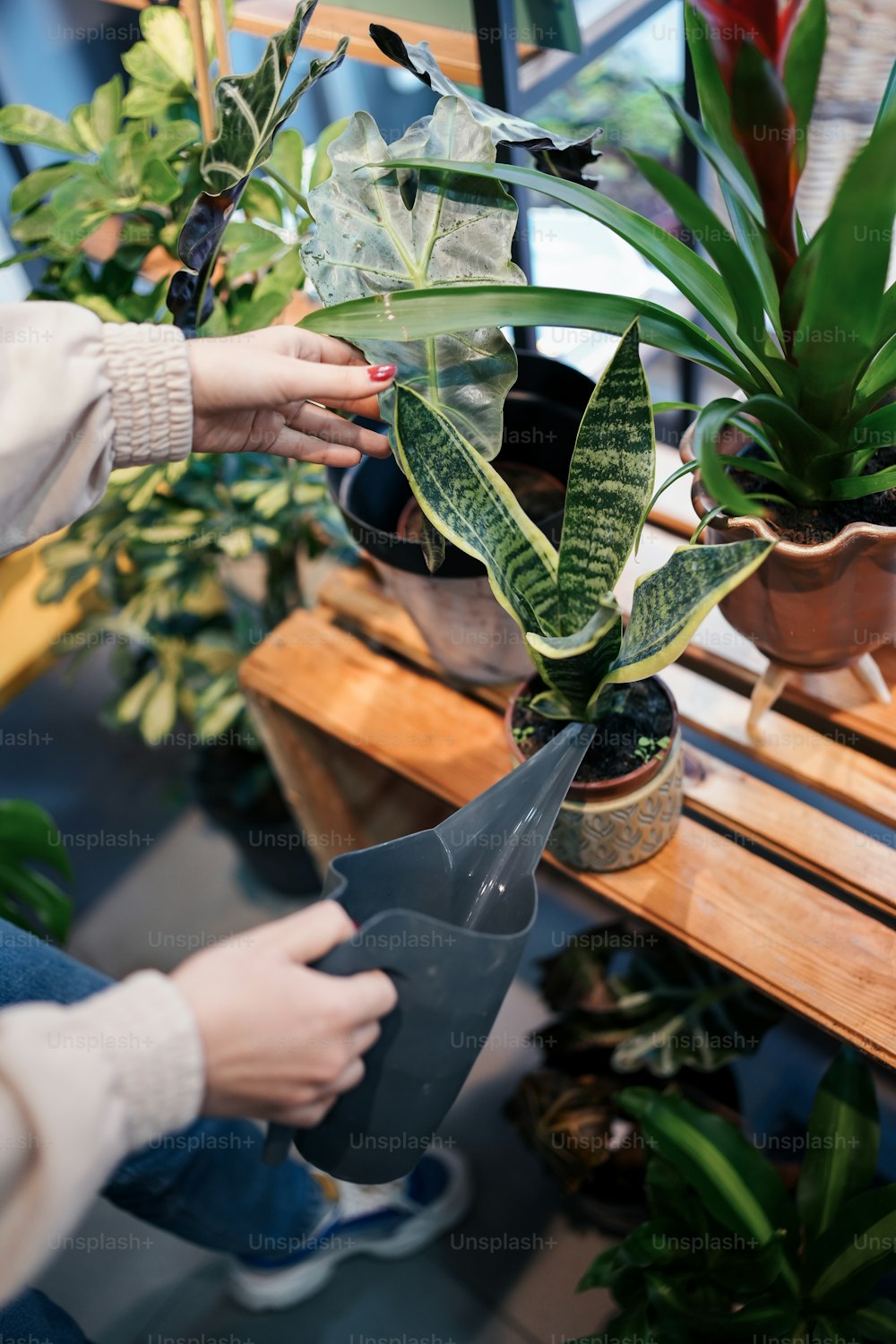 a person holding a pair of scissors near a potted plant