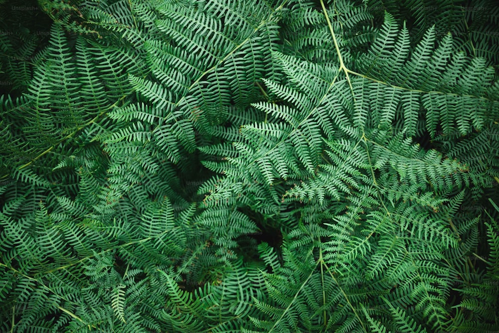 Leaves Texture Pictures | Download Free Images on Unsplash
